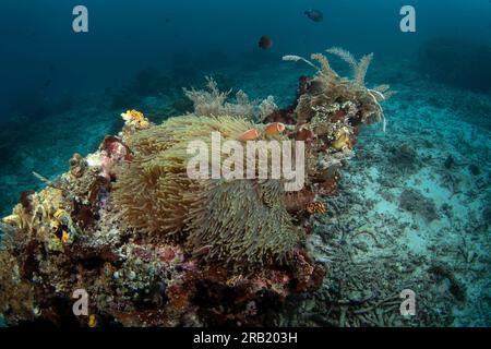 Rosa Stinktier-Clownfisch auf dem Boden. Rosa Anemonfisch in Symbiose mit der anemon. Clownfisch während des Tauchgangs in Raja Ampat. Kleine Orangenfische mit weißen s Stockfoto