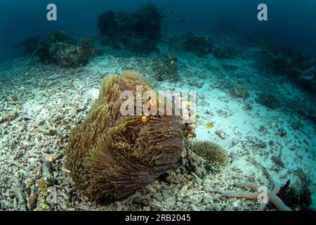 Falscher Clownanemonfisch auf dem Grund. Cellaris clownfish bei Symbiose mit der anemon. Falscher Percula-Clownfisch während des Tauchgangs in Raja Ampat. Kleiner oran Stockfoto