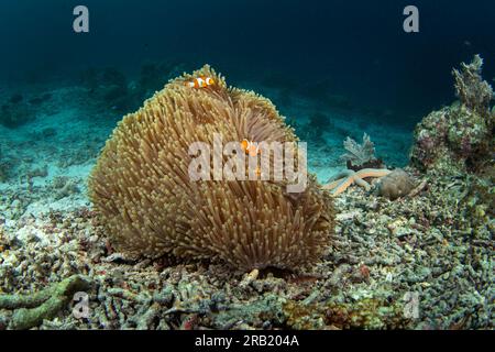 Falscher Clownanemonfisch auf dem Grund. Cellaris clownfish bei Symbiose mit der anemon. Falscher Percula-Clownfisch während des Tauchgangs in Raja Ampat. Kleiner oran Stockfoto