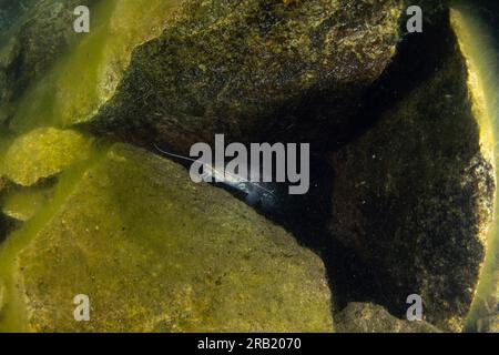 Wels Wels liegt auf dem Grund. Wels während des nächtlichen Tauchgangs im See. Europäisches Wasser. Stockfoto