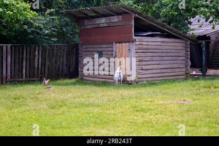 Der kleine Ziegenbock auf einem Bauernhof geht mit Hühnern auf einer grünen Wiese spazieren Stockfoto