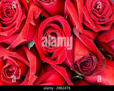 Nahaufnahme von roten Rosen. Stockfoto
