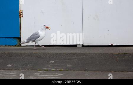 Eine Möwe, die mit Essen im Mund spaziert. Stockfoto