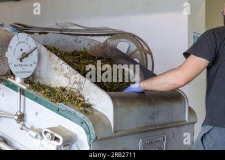 Gorreana, Azoren - 29.06.2023: Arbeiter, der Teeblätter in die Blattstreumaschine steckt. Gorreana Tea Factory auf der Insel São Miguel auf den Azoren Stockfoto