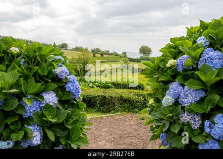 Blaue Hortensien Blumen Eingang zur grünen Teeplantage. Gorreana-Tee auf der Insel São Miguel auf den Azoren. Stockfoto