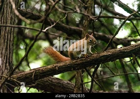 Rotes Eichhörnchen. Sie sprang auf einen Baum in einem wunderschönen, wilden kanadischen Wald. Sie saß auf einem Ast zwischen den grünen Blättern, die von der Sonne beleuchtet wurden. Stockfoto