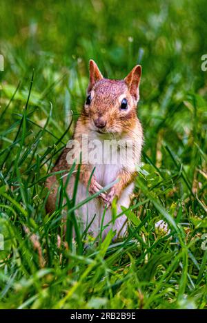 Streifenhörnchen leben in Parks, Gärten, Waldrodungen. Sie sind Allesfresser und ernähren sich von Samen, Nüssen, wirbellosen Tieren und sogar kleinen Eiern. Stockfoto