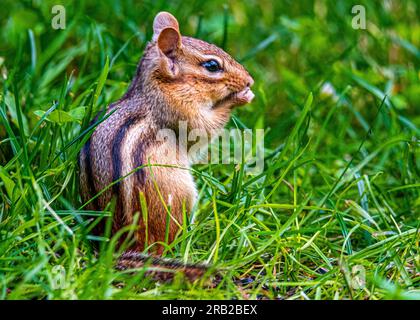 Streifenhörnchen leben in Parks, Gärten, Waldrodungen. Sie sind Allesfresser und ernähren sich von Samen, Nüssen, wirbellosen Tieren und sogar kleinen Eiern. Stockfoto