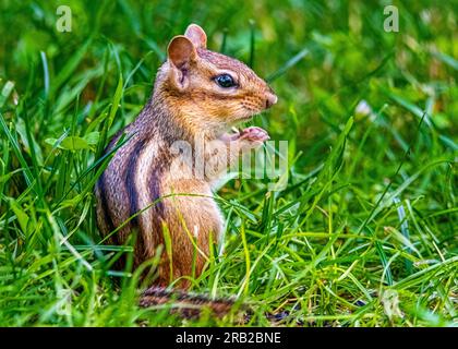 Streifenhörnchen leben in Parks, Gärten, Waldrodungen. Sie sind Allesfresser und ernähren sich von Samen, Nüssen, wirbellosen Tieren und sogar kleinen Eiern. Stockfoto