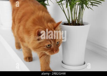 Niedliche Katze in der Nähe grüner Zimmerpflanzen auf weißem Regal zu Hause Stockfoto