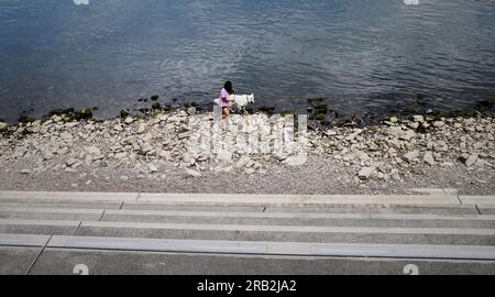 Eine junge Frau führt ihren weißen Hund während einer Dürre entlang des exponierten Rheinufers und verursacht die niedrigsten Wasserstände des Flusses in Deutschland. Stockfoto