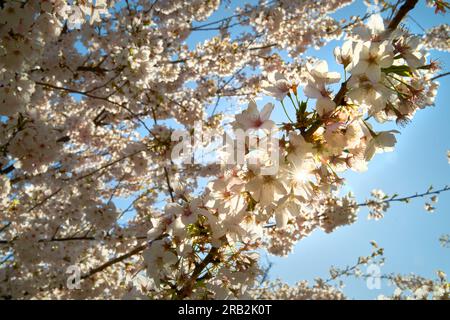 Kirschblüten in voller Blüte und Sonnenaufgang. Rosafarbene Kirschblüten mit blauem Himmel und weichem Hintergrund. Stockfoto