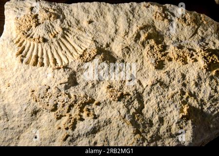 Fossilientrilobitabdruck im Sediment. 3,6 Milliarden Jahre alter Trilobit. Das Dinosaurierskelett in den archäologischen Ausgrabungen des Erdsteinfuhrers Tyrannosaurus. Stockfoto