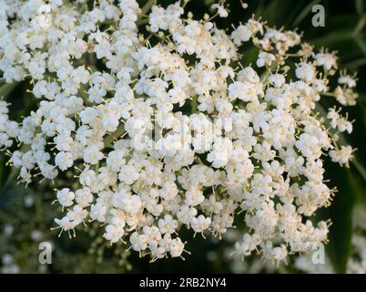 Ein Haufen kleiner, fünfblütiger, weißer Holunderblüten oder Sambucus nigra-Blüten in einem Busch in Minnesota. Stockfoto
