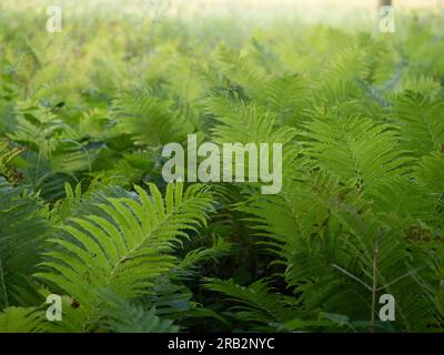 Waldboden bedeckt mit Straußenfarnen oder Farnen von Matteuccia struthiopteris, eine Vielzahl von Holzfarnen, die in Minnesota wachsen. Stockfoto