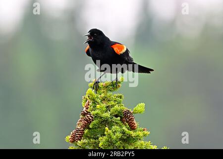 Ein männlicher Rotflügelschwarzer (Agelaius phoeniceus), hoch oben auf einer Fichte Stockfoto
