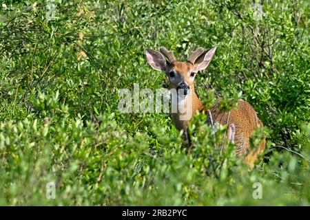 Ein männlicher Weißwedelhirsch 'Odocoileus virginianus', der von seiner dicken Bedeckung in seinem ländlichen Waldlebensraum zurückblickt Stockfoto