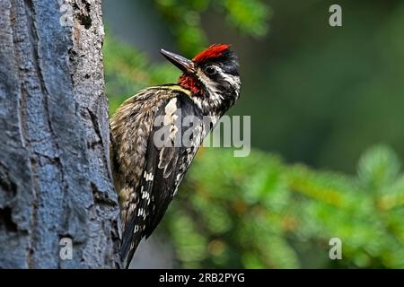 Ein Gelbbbauchsapsucker „Sphyrapicus varius“, nass von einem Sommerregen, der in seinem Waldlebensraum auf einen Baum klettert Stockfoto