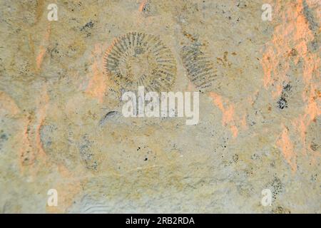 Fossilientrilobitabdruck im Sediment. 3,6 Milliarden Jahre alter Trilobit. Das Dinosaurierskelett in den archäologischen Ausgrabungen des Erdsteinfuhrers Tyrannosaurus. Stockfoto