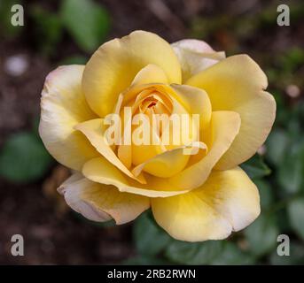 „Peace, Madame A. Meilland“ Teerose, Teebrosen (Rosa) Stockfoto