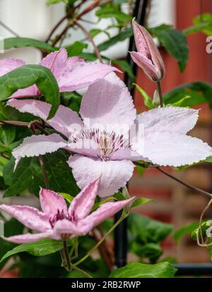„Hagley Hybrid“-Gruppe mit großer Blüte, klematis (Clematis Hybrid) Stockfoto
