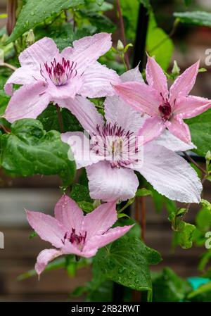 „Hagley Hybrid“-Gruppe mit großer Blüte, klematis (Clematis Hybrid) Stockfoto