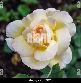 „Peace, Madame A. Meilland“ Teerose, Teebrosen (Rosa) Stockfoto