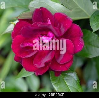 'Burgundy Ice, Burgundy Iceberg' Beetrose, Beetbaros (Rosa) Stockfoto