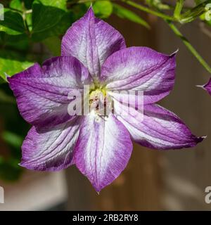 ' Pernille 'Purple Clematis, Waldrebe, klematis Clematis Comtesse de Bouchaud (Italiensk) Stockfoto