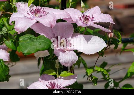 „Hagley Hybrid“-Gruppe mit großer Blüte, klematis (Clematis Hybrid) Stockfoto
