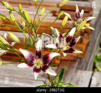 'Tango Cappuccino' Asiatische Lilie, Asiatisk lilja (Lilium asiatica) Stockfoto