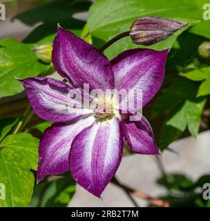 ' Pernille 'Purple Clematis, Waldrebe, klematis Clematis Comtesse de Bouchaud (Italiensk) Stockfoto