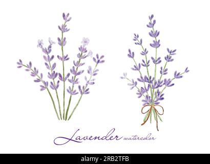 Set aus Lavendelblütenelementen, botanische Illustrationssammlung von Lavendelblumen auf weißem Hintergrund. Vector ist für Ihre Dekoration geeignet Stock Vektor