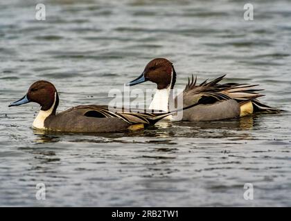 Pair of Northern Pintails (Anas acuta), Huntley Meadows, Alexandria, VA Stockfoto