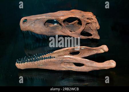 Fossilientrilobitabdruck im Sediment. 3,6 Milliarden Jahre alter Trilobit. Das Dinosaurierskelett in den archäologischen Ausgrabungen des Erdsteinfuhrers Tyrannosaurus. Stockfoto