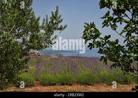 Lavendelfeld auf der Insel Hvar, Kroatien über der Adria Stockfoto