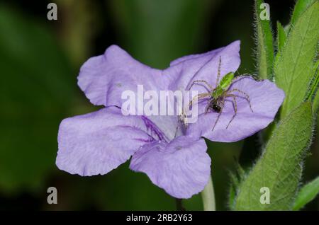 Green Lynx Spider, Peucetia viridans, mit einheimischer Bienenbeute, die auf Prairie Petunia, Ruellia humilis sitzt Stockfoto