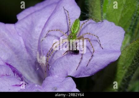 Green Lynx Spider, Peucetia viridans, mit einheimischer Bienenbeute, die auf Prairie Petunia, Ruellia humilis sitzt Stockfoto