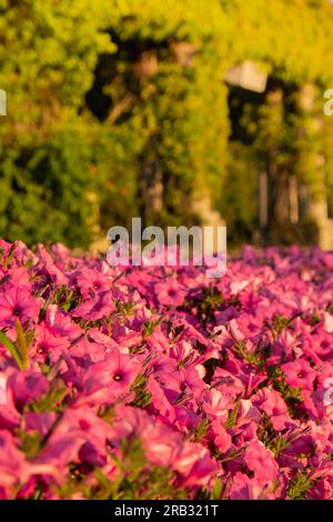 Pergola mit grünen Pflanzen in der Centennial Hall in Breslau. Polen im Sommer. Gartenbogen in voller Blüte Grün Biophilie Design Blumen Grünflächen gesunder Raum nachhaltig Stockfoto