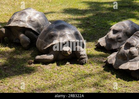 Riesenschildkröte Galapagos - Chelonoidis nigra, die sich auf grünem Gras bewegt. Große alte Schildkröte, antike Tiere im Park, in der Natur oder im Zoo. Langsam kriechen sie in Reptilien des Zoos. Stockfoto