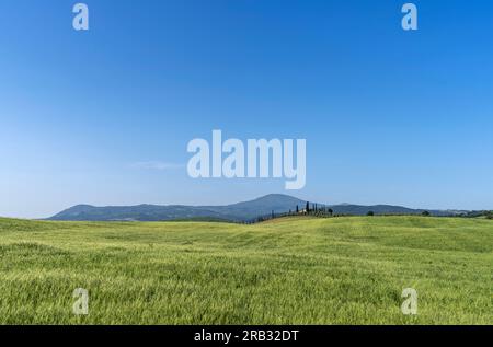 Toskanische Landschaft in der Nähe von San Quirico d'Orcia Stockfoto