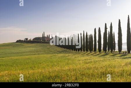 Viale di Cipressi kurz nach Sonnenaufgang, Castiglione d'Orcia, Toskana, Italien Stockfoto