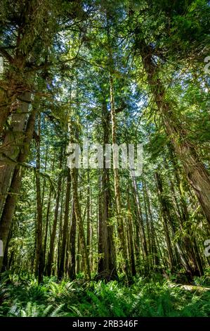 Üppig grüne Bäume und Farne im Regenwald von Hoh, Washington Stockfoto