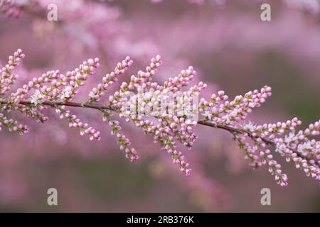 tamarix-Busch blüht im Frühling Stockfoto