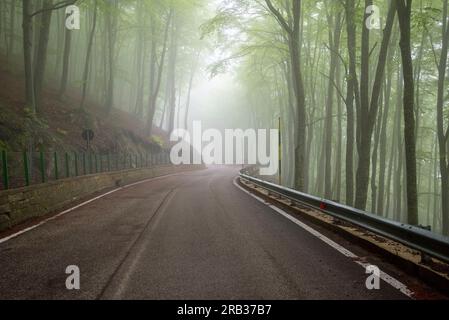 Nebelwald im Maiella-Nationalpark - Italien Stockfoto