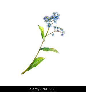 Blaues Tenderfeld, vergessen-mich-nicht-handgezeichnet. Aquarell blumige Darstellung einer zarten Blume isoliert auf weißem Hintergrund. Wiesenwildblume Stockfoto