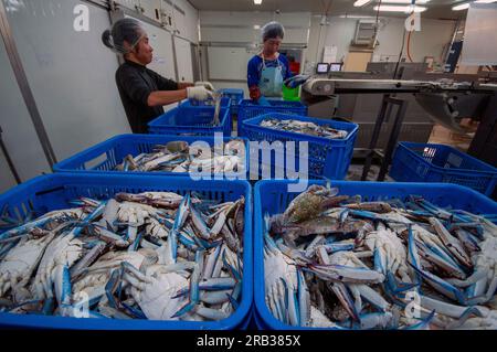 Chinesische Einwanderer, die blaue Schwimmkrabben in einer Fischerei in Westaustralien sortieren Stockfoto