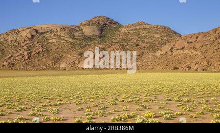 Namaqualand-Frühlingsblumen wachsen in der Nähe von Springbok in der Provinz Nordkap von Südafrika. Stockfoto