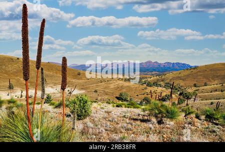 Flinders Ranges sind die größten Bergketten in Südaustralien, mit Blick auf die Bergketten im Hintergrund und auf Grasbäume im Vordergrund Stockfoto