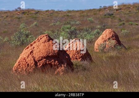 Termiten nisten im Outback Westaustralien Stockfoto